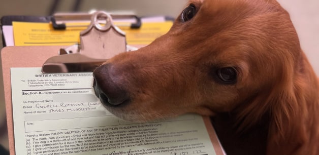 International Kennel Federations: Ethical Breeding Guidance